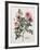 Floral Decoupage - Rosales-Camille Soulayrol-Framed Giclee Print