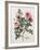 Floral Decoupage - Rosales-Camille Soulayrol-Framed Giclee Print