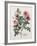 Floral Decoupage - Rosales-Camille Soulayrol-Framed Giclee Print