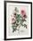 Floral Decoupage - Rosales-Camille Soulayrol-Framed Giclee Print