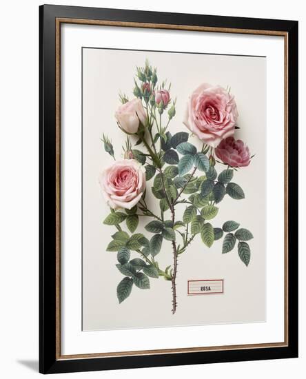 Floral Decoupage - Rosales-Camille Soulayrol-Framed Giclee Print