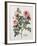 Floral Decoupage - Rosales-Camille Soulayrol-Framed Giclee Print