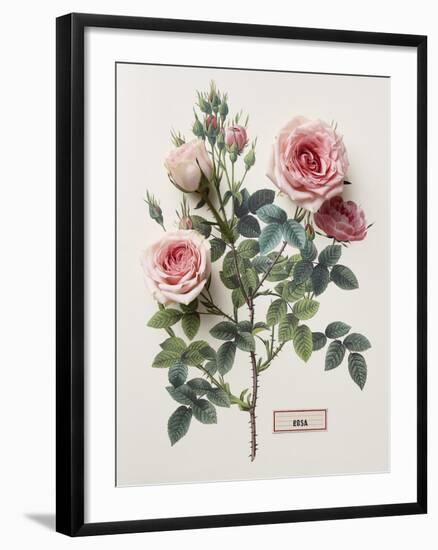 Floral Decoupage - Rosales-Camille Soulayrol-Framed Giclee Print