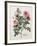 Floral Decoupage - Rosales-Camille Soulayrol-Framed Giclee Print