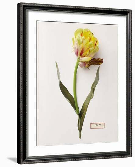 Floral Decoupage - Tulipa-Camille Soulayrol-Framed Giclee Print