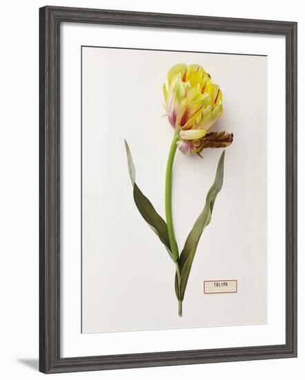 Floral Decoupage - Tulipa-Camille Soulayrol-Framed Giclee Print