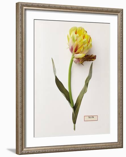 Floral Decoupage - Tulipa-Camille Soulayrol-Framed Giclee Print
