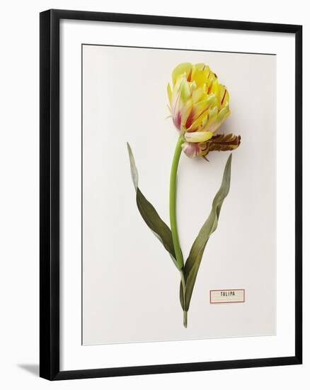 Floral Decoupage - Tulipa-Camille Soulayrol-Framed Giclee Print