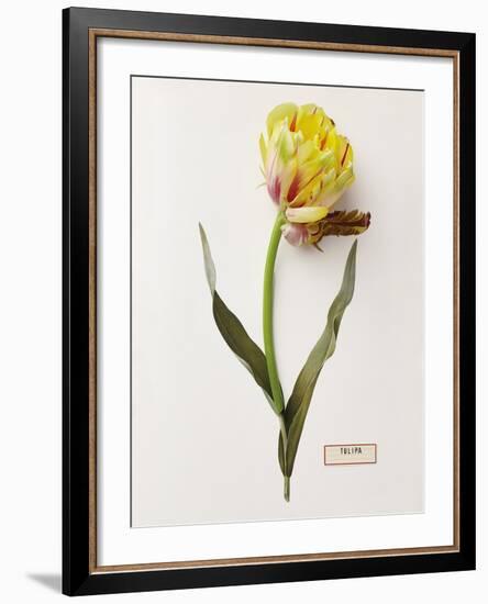 Floral Decoupage - Tulipa-Camille Soulayrol-Framed Giclee Print