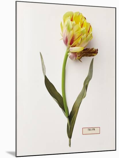 Floral Decoupage - Tulipa-Camille Soulayrol-Mounted Giclee Print