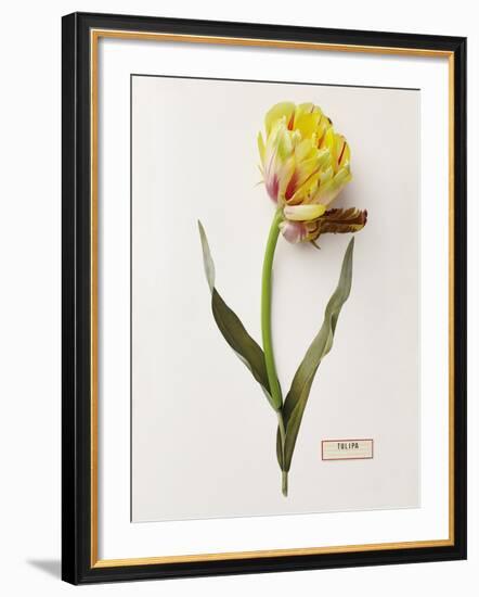 Floral Decoupage - Tulipa-Camille Soulayrol-Framed Giclee Print