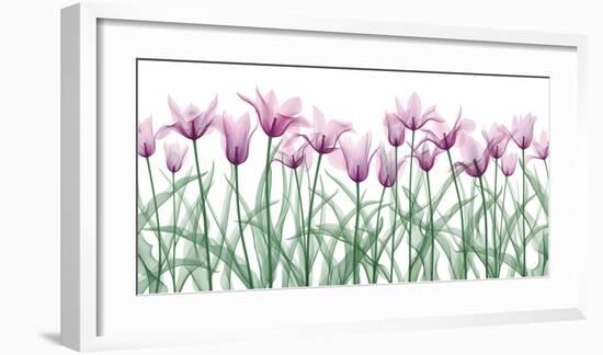 Floral Delight II-Jim Wehtje-Framed Giclee Print