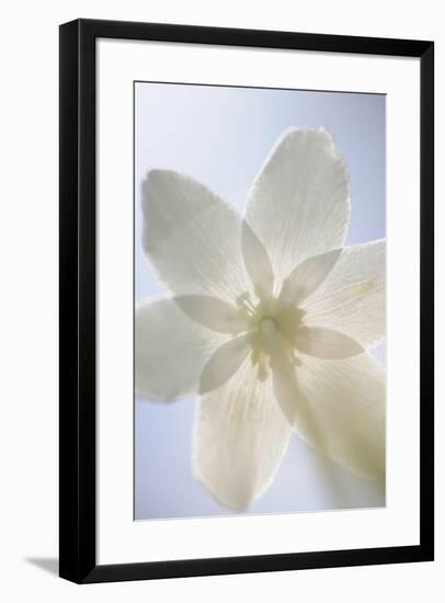 Floral Diffusion-Staffan Widstrand-Framed Giclee Print