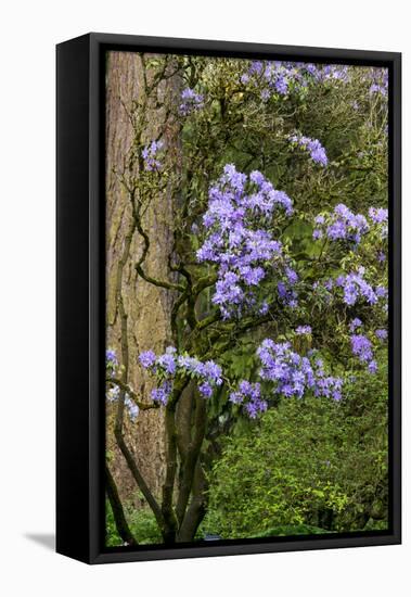 Floral Display, Crystal Springs Rhododendron Garden, Oregon, USA-Chuck Haney-Framed Premier Image Canvas