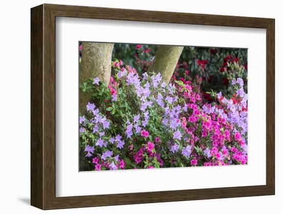 Floral Display, Crystal Springs Rhododendron Garden, Oregon, USA-Chuck Haney-Framed Photographic Print