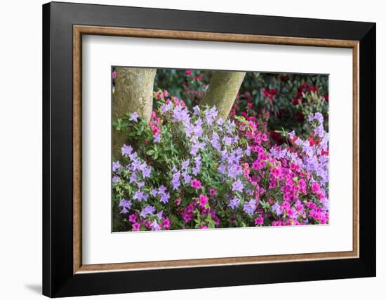 Floral Display, Crystal Springs Rhododendron Garden, Oregon, USA-Chuck Haney-Framed Photographic Print