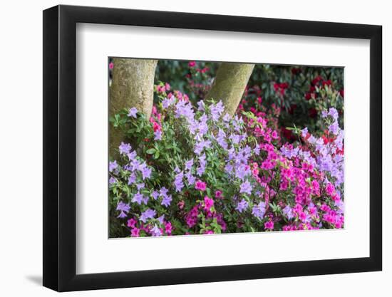 Floral Display, Crystal Springs Rhododendron Garden, Oregon, USA-Chuck Haney-Framed Photographic Print