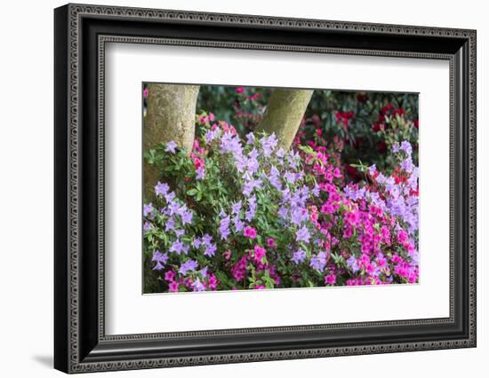 Floral Display, Crystal Springs Rhododendron Garden, Oregon, USA-Chuck Haney-Framed Photographic Print