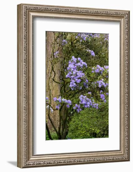 Floral Display, Crystal Springs Rhododendron Garden, Oregon, USA-Chuck Haney-Framed Photographic Print