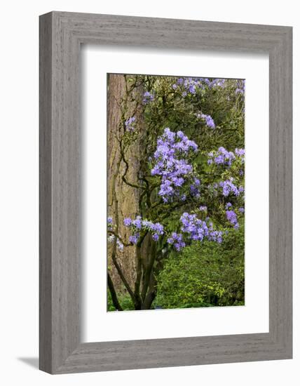 Floral Display, Crystal Springs Rhododendron Garden, Oregon, USA-Chuck Haney-Framed Photographic Print