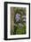 Floral Display, Crystal Springs Rhododendron Garden, Oregon, USA-Chuck Haney-Framed Photographic Print