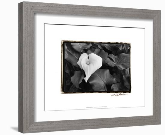 Floral Elegance III-Laura Denardo-Framed Art Print