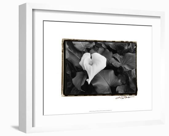 Floral Elegance III-Laura Denardo-Framed Art Print