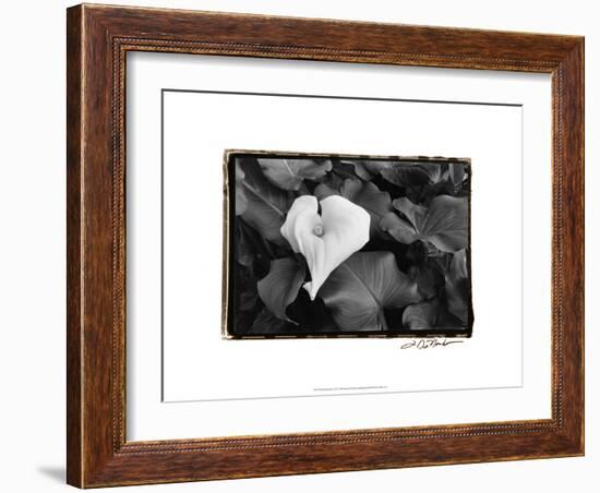 Floral Elegance III-Laura Denardo-Framed Premium Giclee Print