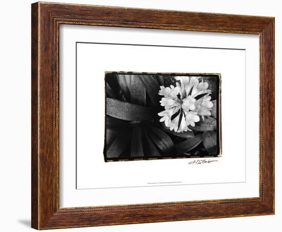 Floral Elegance IV-Laura Denardo-Framed Art Print