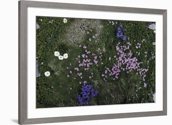 Floral Encounter-Wild Wonders of Europe-Framed Giclee Print