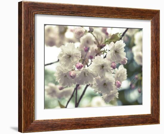 Floral Fancy-Assaf Frank-Framed Giclee Print