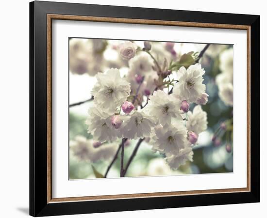 Floral Fancy-Assaf Frank-Framed Giclee Print