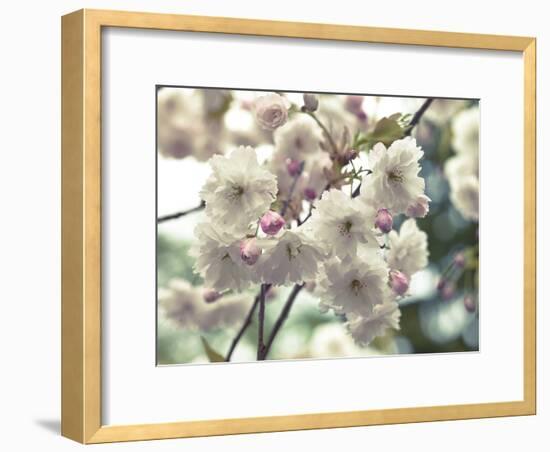 Floral Fancy-Assaf Frank-Framed Giclee Print