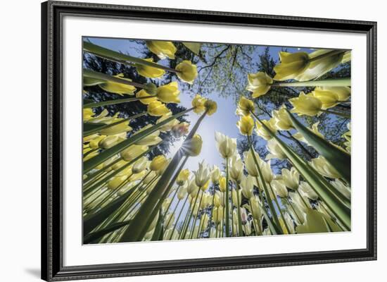 Floral Fiesta-Nhiem Hoang The-Framed Giclee Print