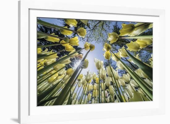 Floral Fiesta-Nhiem Hoang The-Framed Giclee Print