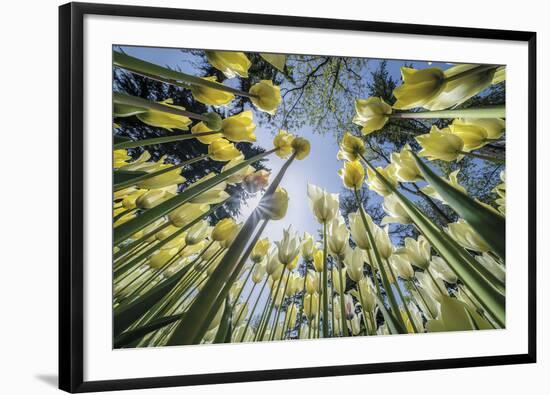 Floral Fiesta-Nhiem Hoang The-Framed Giclee Print