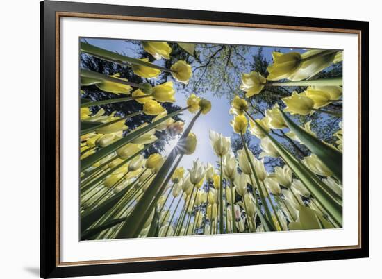 Floral Fiesta-Nhiem Hoang The-Framed Giclee Print