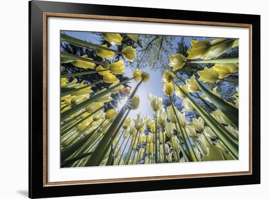 Floral Fiesta-Nhiem Hoang The-Framed Giclee Print