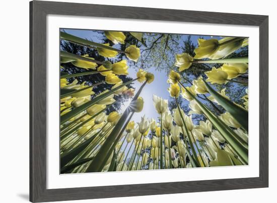 Floral Fiesta-Nhiem Hoang The-Framed Giclee Print