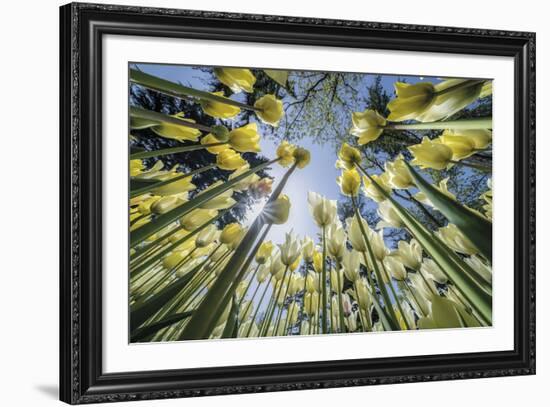 Floral Fiesta-Nhiem Hoang The-Framed Giclee Print