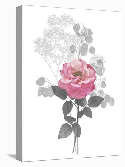 Floral Finds - Bloom-Collezione Botanica-Framed Stretched Canvas