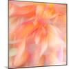 Floral Flames II-Doug Chinnery-Mounted Photographic Print