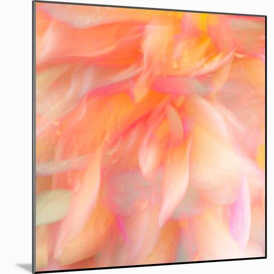 Floral Flames II-Doug Chinnery-Mounted Photographic Print