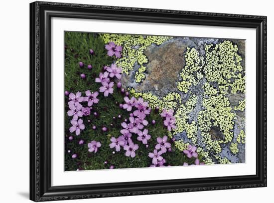 Floral Flurry-Wild Wonders of Europe-Framed Giclee Print