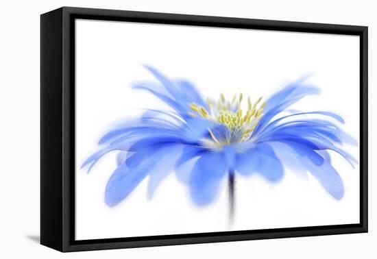 Floral Fountain-Jacky Parker-Framed Premier Image Canvas