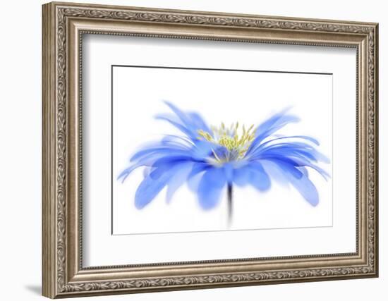 Floral Fountain-Jacky Parker-Framed Photographic Print