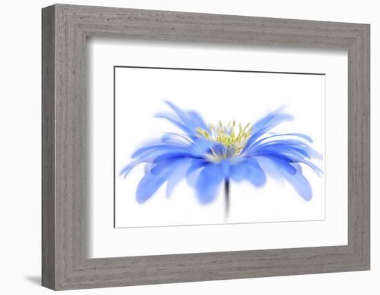 Floral Fountain-Jacky Parker-Framed Photographic Print