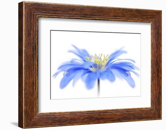 Floral Fountain-Jacky Parker-Framed Photographic Print