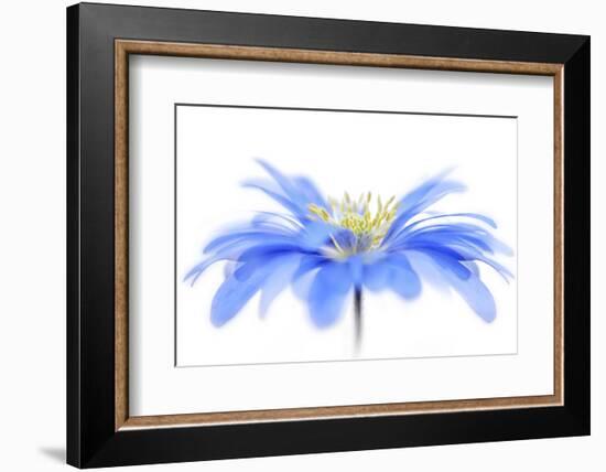 Floral Fountain-Jacky Parker-Framed Photographic Print