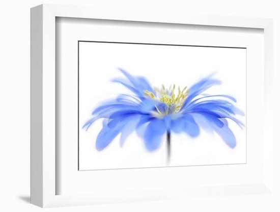 Floral Fountain-Jacky Parker-Framed Photographic Print